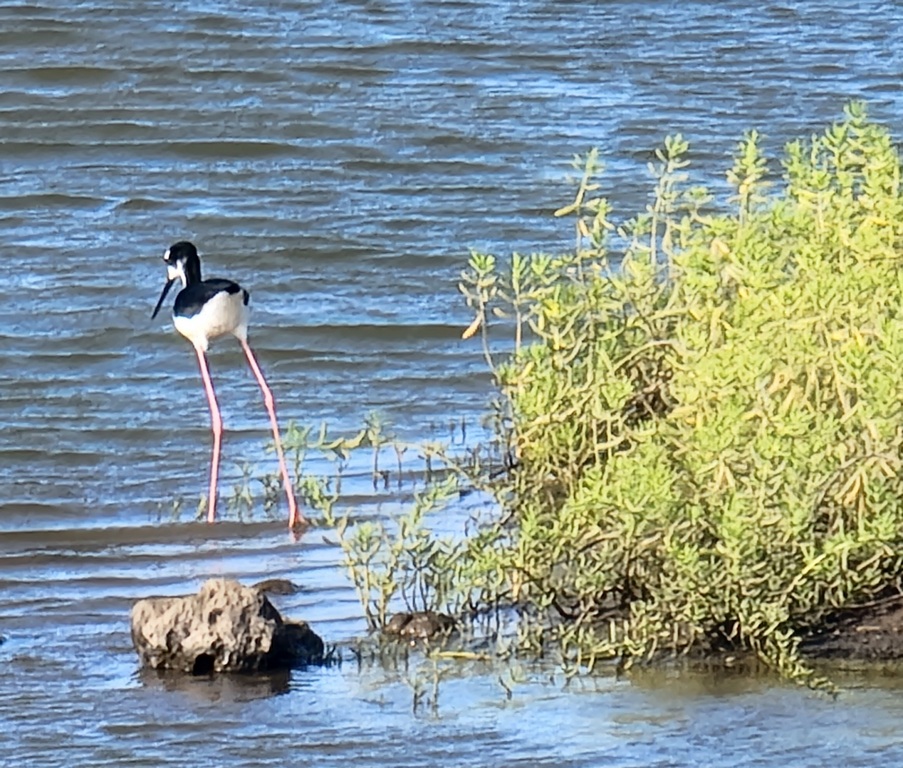 Hawaiian Stilt at the Refuge